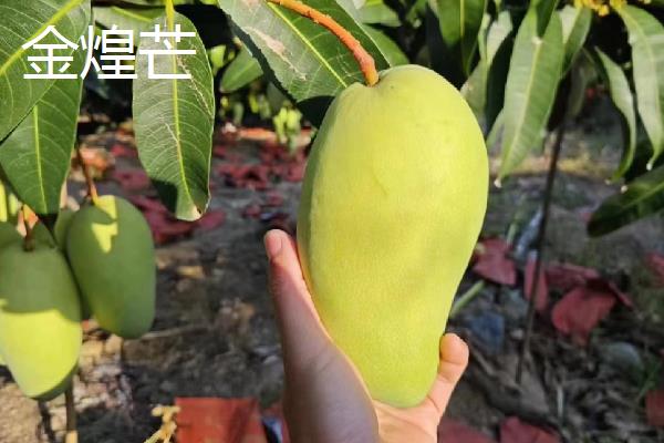 芒果的品种介绍，常见的有青皮芒、凯帝芒等