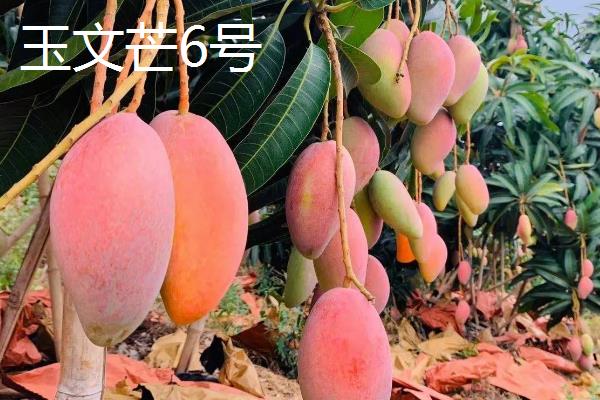 芒果的品种介绍，常见的有青皮芒、凯帝芒等