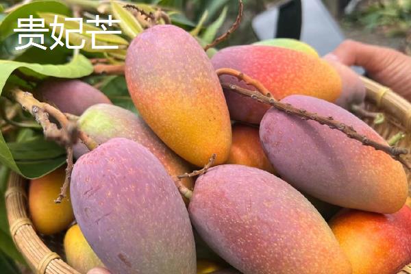 芒果的品种介绍，常见的有青皮芒、凯帝芒等