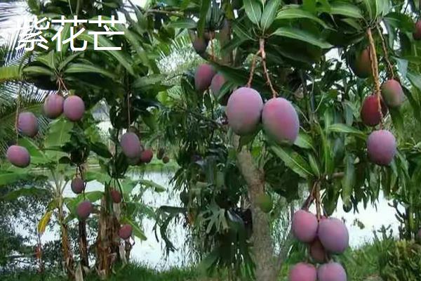 芒果的品种介绍，常见的有青皮芒、凯帝芒等