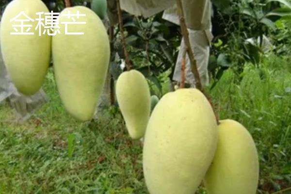 芒果的品种介绍，常见的有青皮芒、凯帝芒等