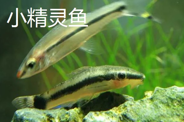 什么鱼吃缸底食物残渣，清道夫就是佼佼者