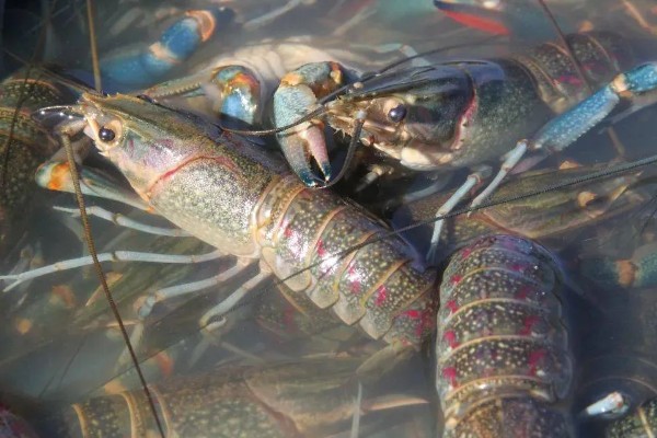 怎么养澳洲淡水小龙虾，每天投饵3-5次