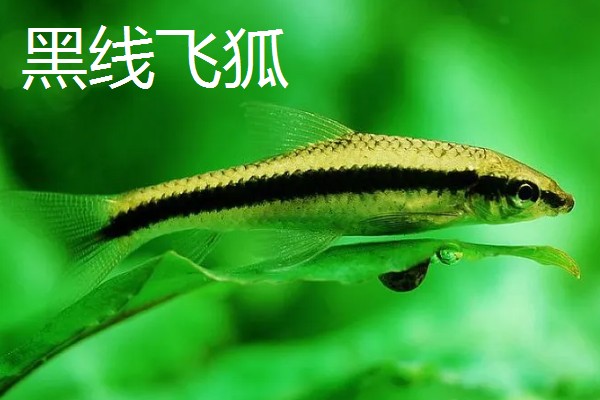 什么鱼吃缸底食物残渣，清道夫就是佼佼者