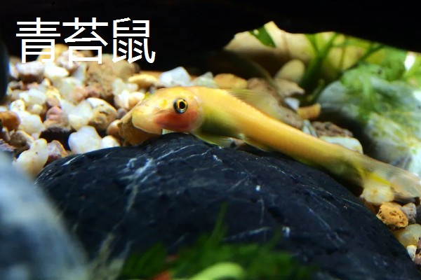 什么鱼吃缸底食物残渣，清道夫就是佼佼者