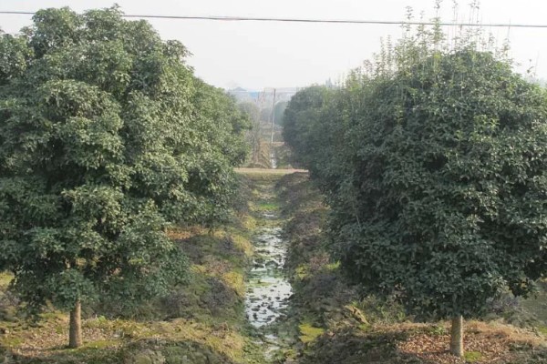 我国桂花产地在哪里，现广泛栽种于淮河流域及以南地区