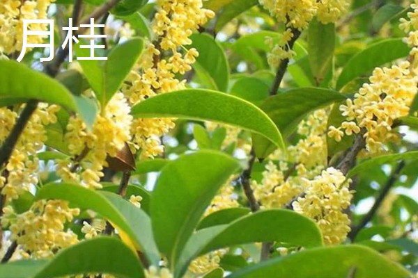 我国桂花产地在哪里，现广泛栽种于淮河流域及以南地区