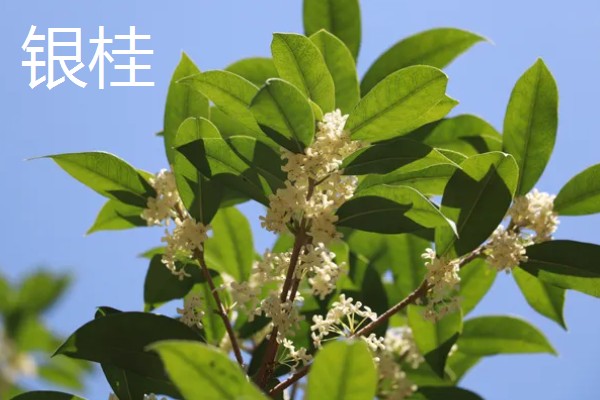 我国桂花产地在哪里，现广泛栽种于淮河流域及以南地区