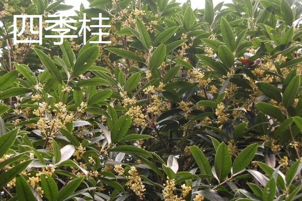 我国桂花产地在哪里，现广泛栽种于淮河流域及以南地区
