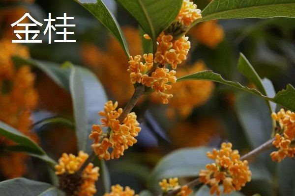 我国桂花产地在哪里，现广泛栽种于淮河流域及以南地区