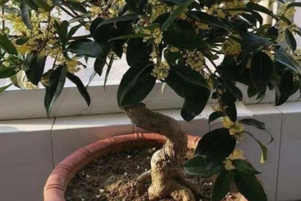 我国桂花产地在哪里，现广泛栽种于淮河流域及以南地区