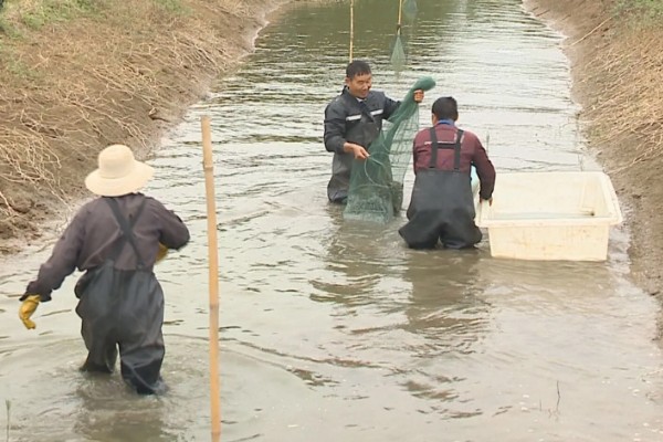 怎么养澳洲淡水小龙虾，每天投饵3-5次