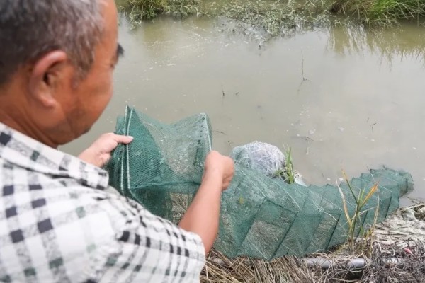 怎么养澳洲淡水小龙虾，每天投饵3-5次