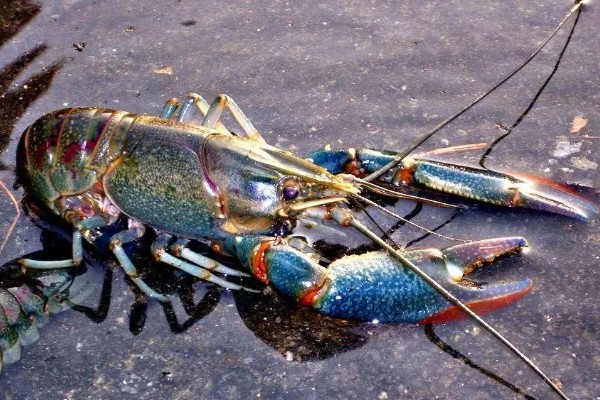 怎么养澳洲淡水小龙虾，每天投饵3-5次