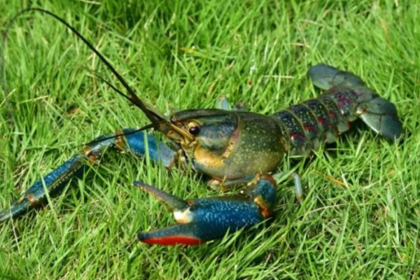 怎么养澳洲淡水小龙虾，每天投饵3-5次