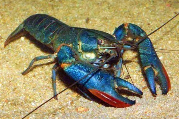 怎么养澳洲淡水小龙虾，每天投饵3-5次