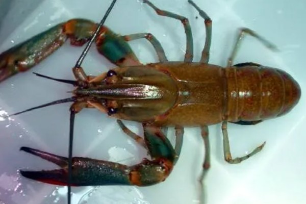怎么养澳洲淡水小龙虾，每天投饵3-5次