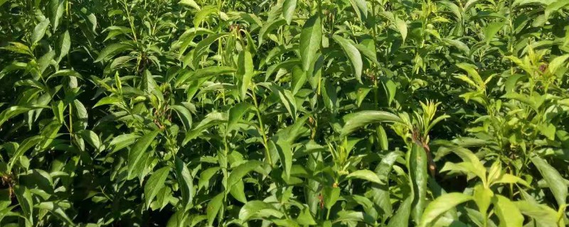 蜂糖李树苗怎么种植，山区或丘陵地区按照4米×3米的株行距去栽种