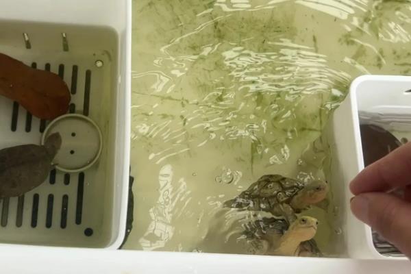 怎样养龟，将温度保持在20℃左右