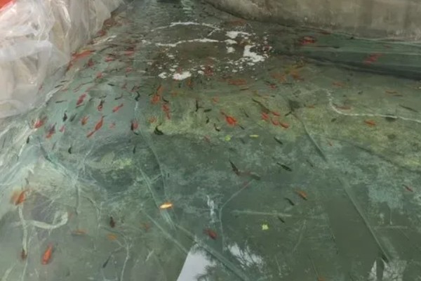 金鱼如何饲养，养殖池要加装过滤循环系统装置