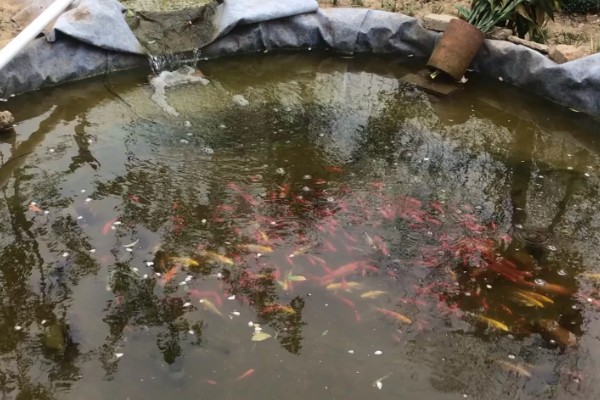 金鱼如何饲养，养殖池要加装过滤循环系统装置