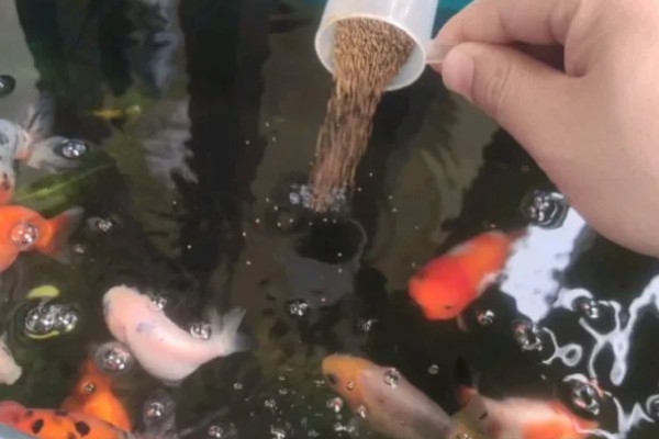 金鱼如何饲养，养殖池要加装过滤循环系统装置