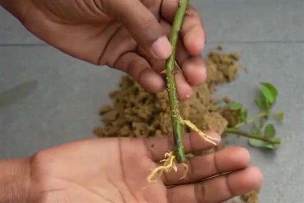 花椒种子的盆栽方法，等土壤干燥后再浇透水