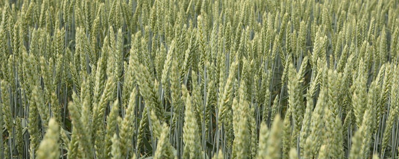 大麦与小麦有哪些区别，品种和颖果均不同