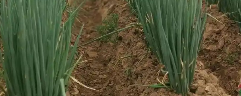 大葱的种植方法，应选择阳光比较充足地方养护