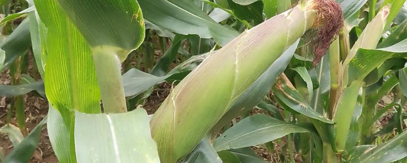 宁玉735玉米种简介，穗长22厘米