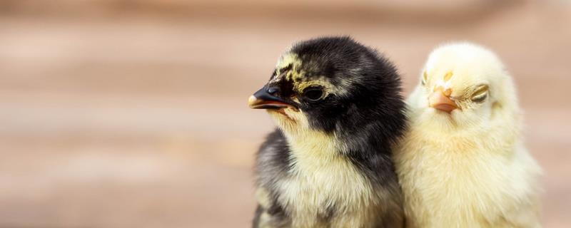 买回来的小鸡一直叫的原因，可能是感到饥饿、遇到危险等因素所致