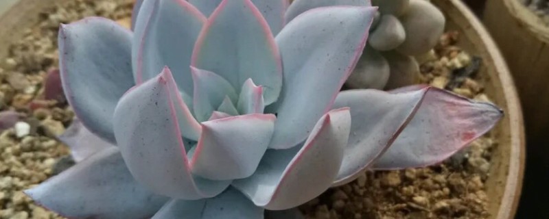 植物冬季需要保暖的原因，是为了防止产生冻害