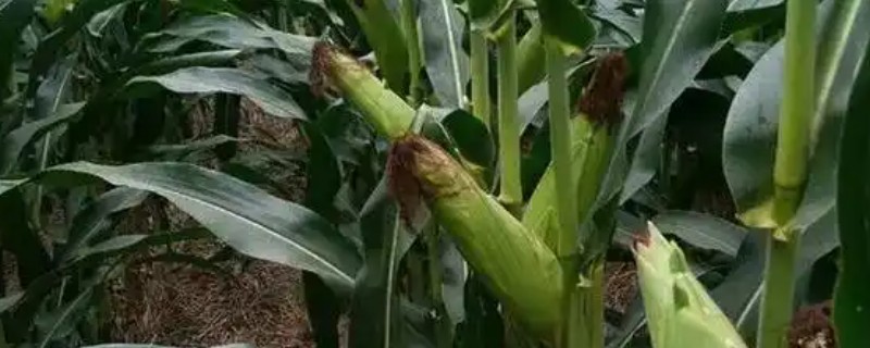 粘玉米一亩地要种多少棵，可以种3000-3500左右