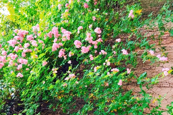 蔷薇花简介，是我国传统的观赏花卉
