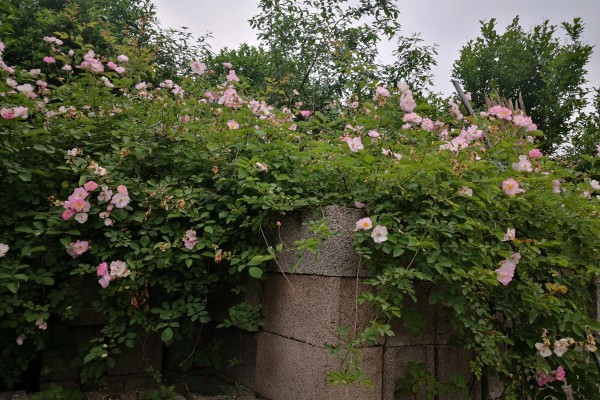 蔷薇花简介，是我国传统的观赏花卉