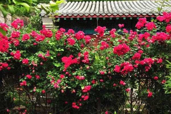 蔷薇花简介，是我国传统的观赏花卉