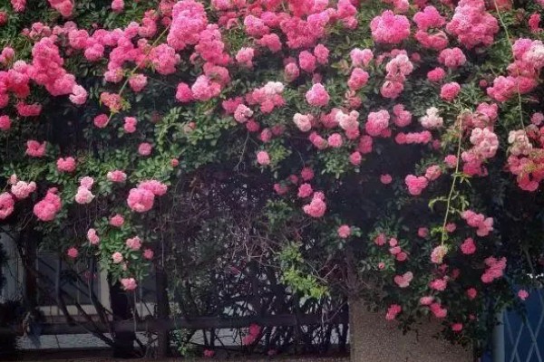 蔷薇花简介，是我国传统的观赏花卉