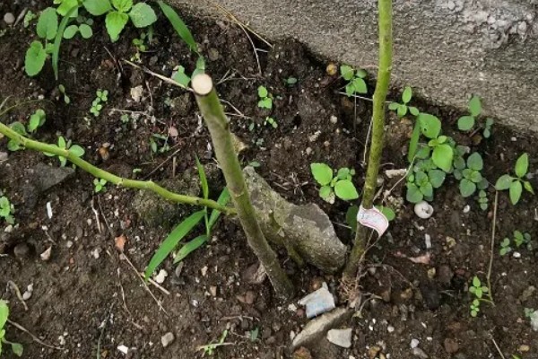 蔷薇花简介，是我国传统的观赏花卉