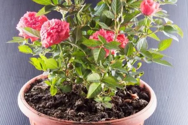 蔷薇花简介，是我国传统的观赏花卉