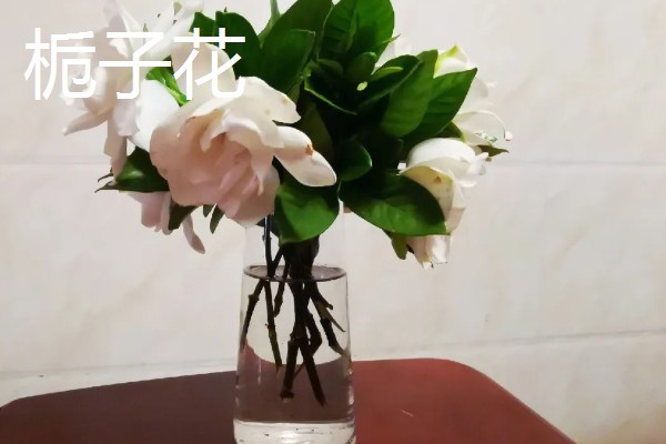看病人适合送什么花，推荐康乃馨、百合花等