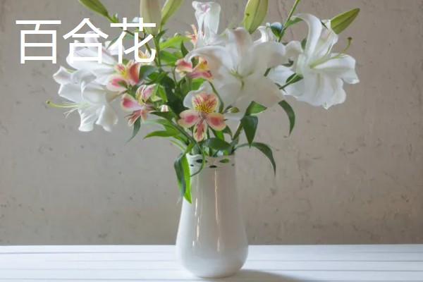 看病人适合送什么花，推荐康乃馨、百合花等
