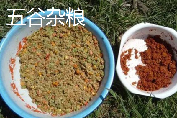 大水面野钓鲤鱼用什么打窝,可以选择五谷杂粮、酒糟等