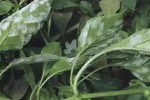 香菜早疫病的用药方法，发病初期及时摘除病叶、病果