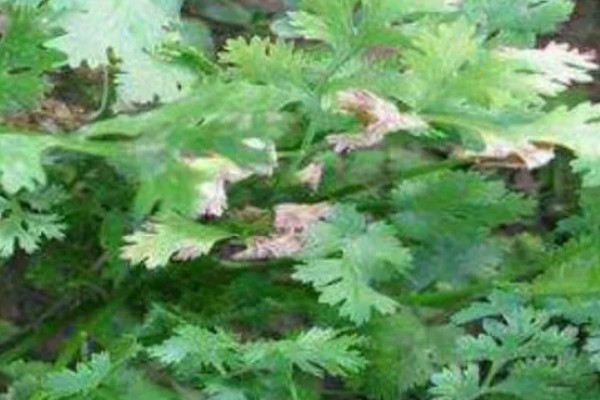 香菜早疫病的用药方法，发病初期及时摘除病叶、病果