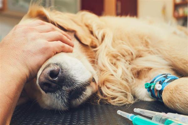 狗误食人吃的感冒药如何处理，可带去宠物医院让医生催吐