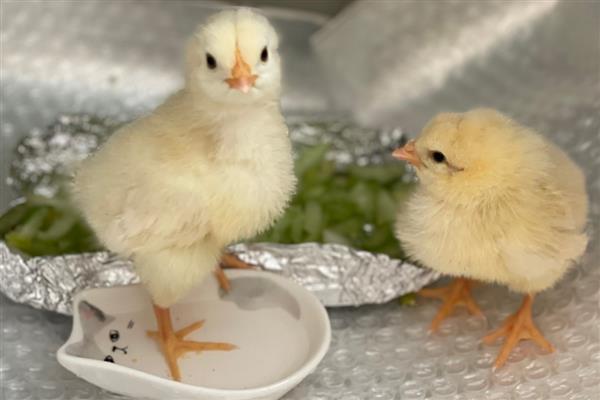 买回来的小鸡一直叫的原因,可能是感到饥饿、遇到危险等因素所致