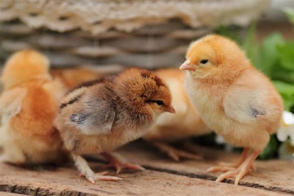 买回来的小鸡一直叫的原因,可能是感到饥饿、遇到危险等因素所致