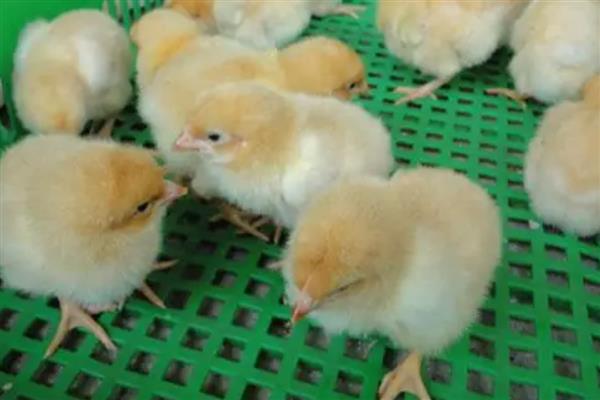 买回来的小鸡一直叫的原因,可能是感到饥饿、遇到危险等因素所致