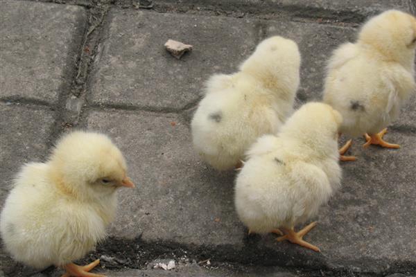 买回来的小鸡一直叫的原因,可能是感到饥饿、遇到危险等因素所致
