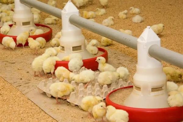 买回来的小鸡一直叫的原因,可能是感到饥饿、遇到危险等因素所致